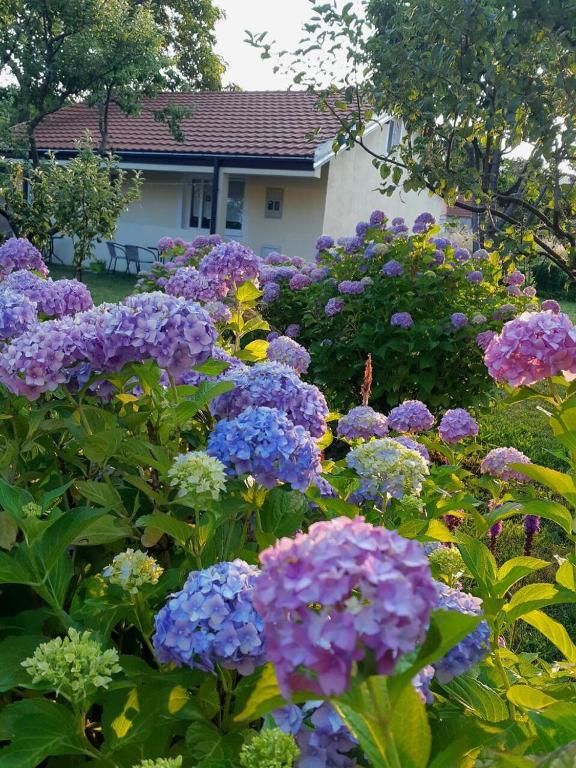 Апартаменты Cvjetni Apartmani Цетине-48