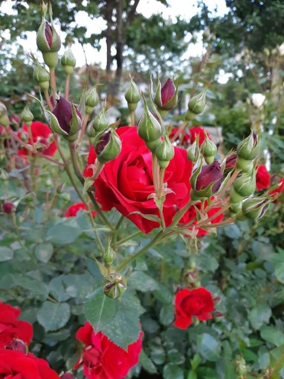 Апартаменты Cvjetni Apartmani Цетине-53