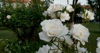 Апартаменты Cvjetni Apartmani Цетине Апартаменты с 1 спальней-13