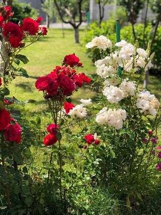 Апартаменты Cvjetni Apartmani Цетине Апартаменты с 1 спальней-31