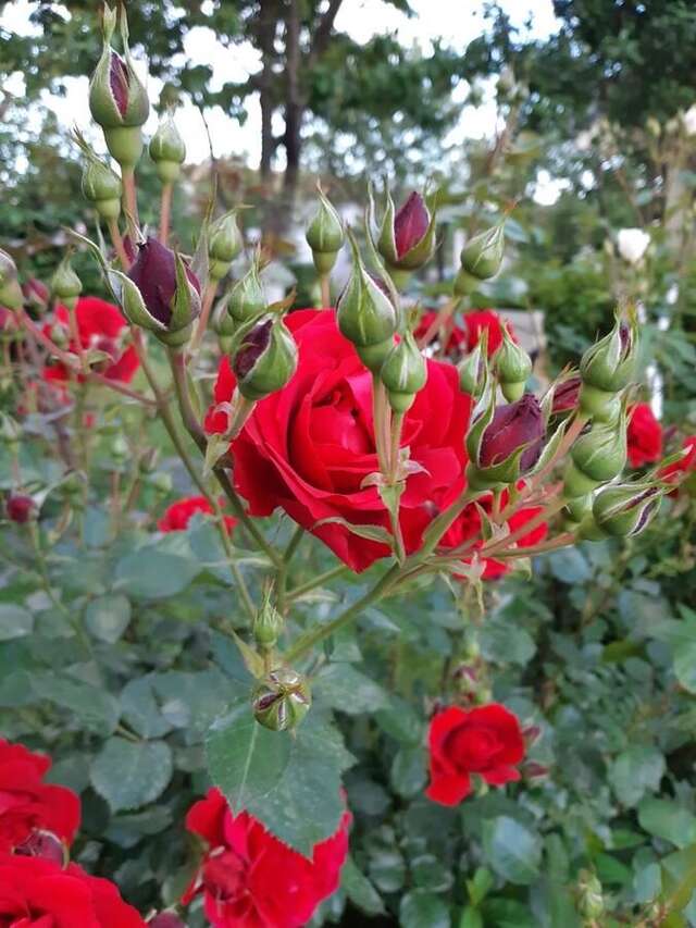 Апартаменты Cvjetni Apartmani Цетине-4