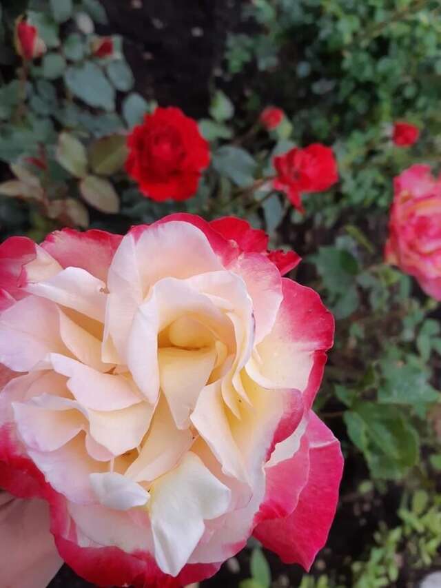 Апартаменты Cvjetni Apartmani Цетине-5